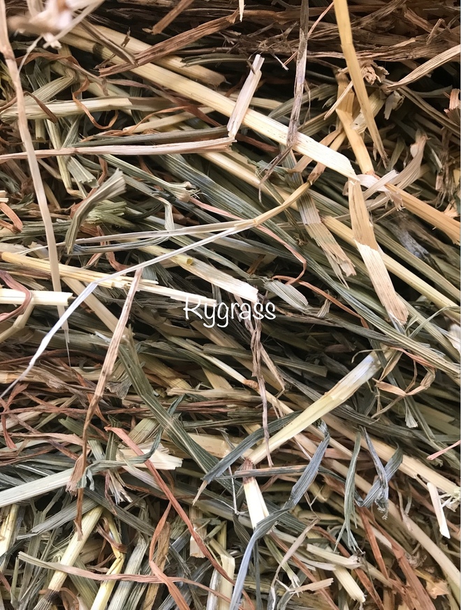 Rye Grass Hay 8x4x3 78 x 500 KG Approx Bales + Freight Hay